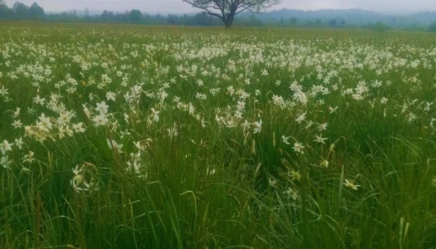 долина нарцисів