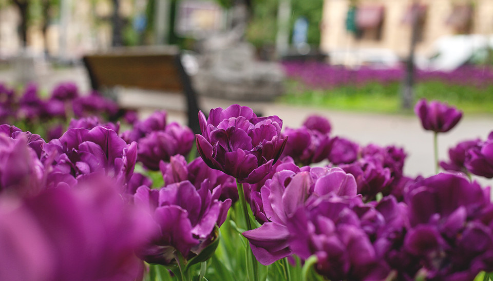 тюльпани на площі Данила Галицького