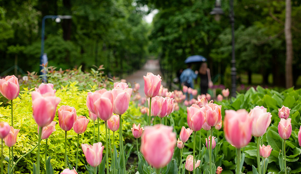 тюльпани у парку Франка