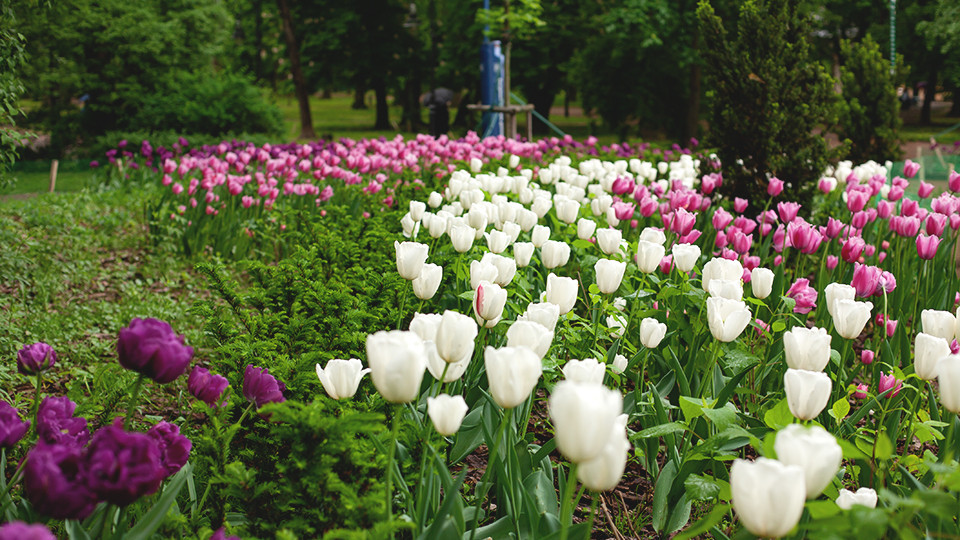 тюльпани у парку Франка