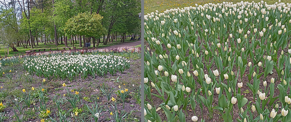 тюльпани у Левандівському парку