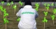 Greenpeace