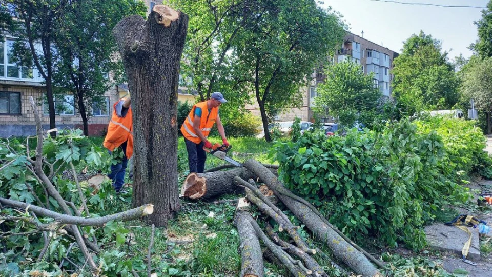Зрізають дерева на Наливайка в Луцьку