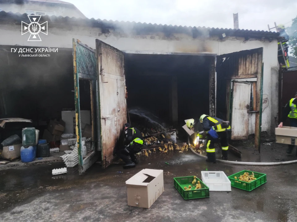 врятовані з пожежі каченята