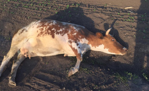 корова, з якої познущались на Хмельниччині корова, з якої познущались на Хмельниччині