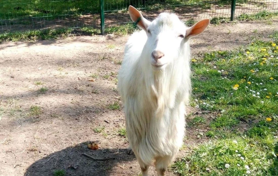 коза