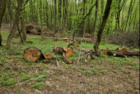 ліс