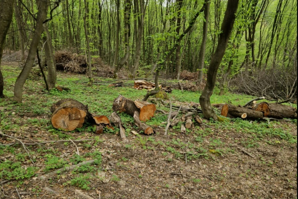 ліс