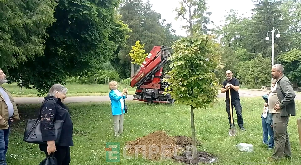 дерева в пам'ять про воїнів