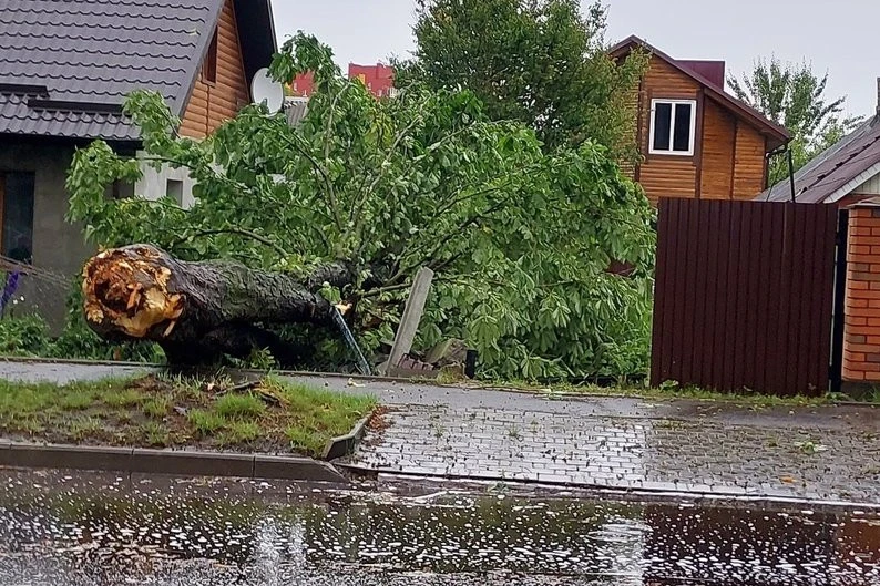 повалені дерева у Луцьку