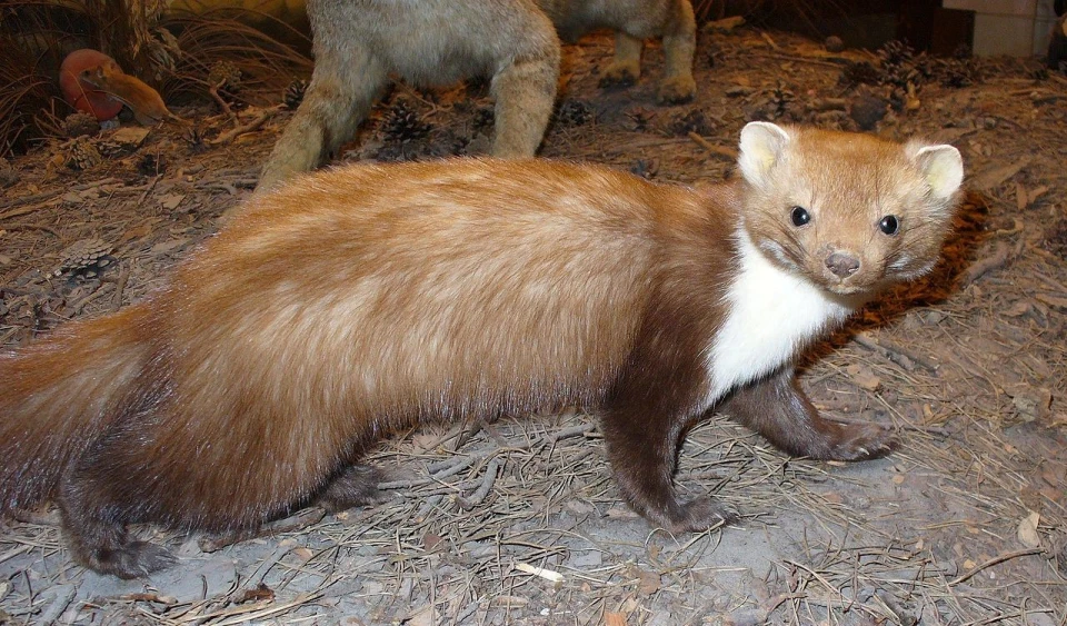куниця