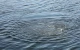 тіло у воді
