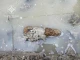 артилерійський снаряд, Львів