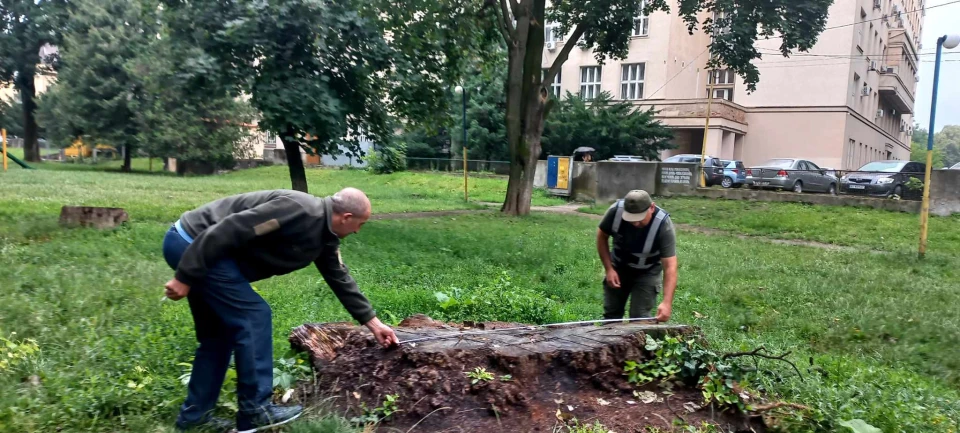 вирубка дерев, Ужгород