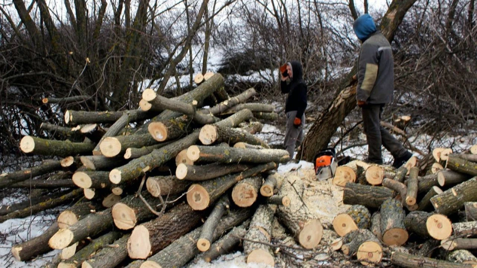 незаконна порубка дерев, підозра ліснику