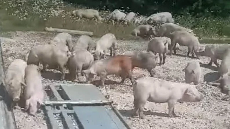 поросята