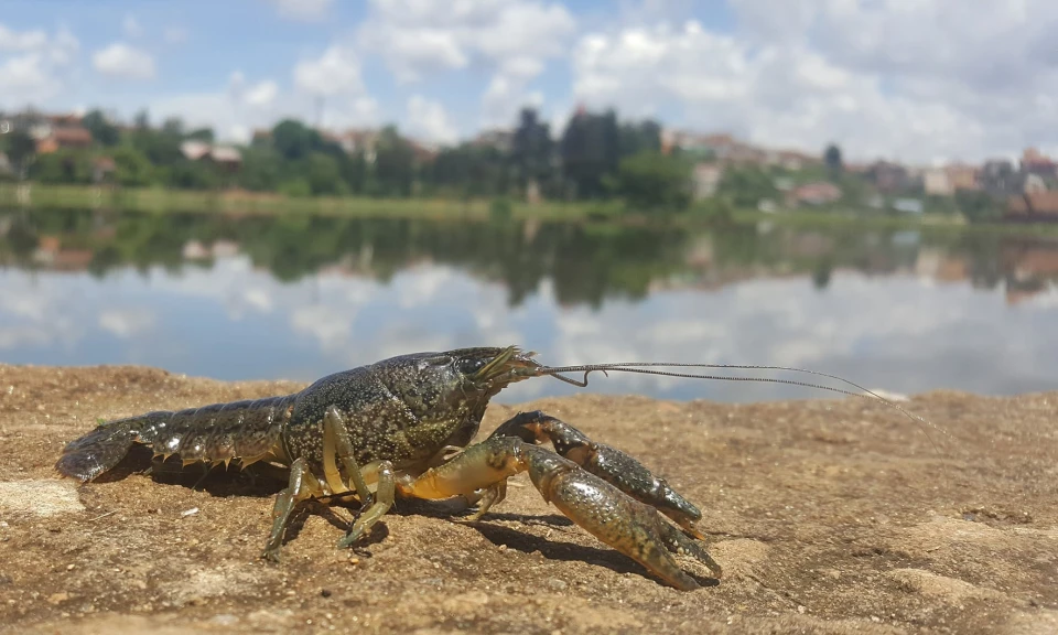 вилов раків