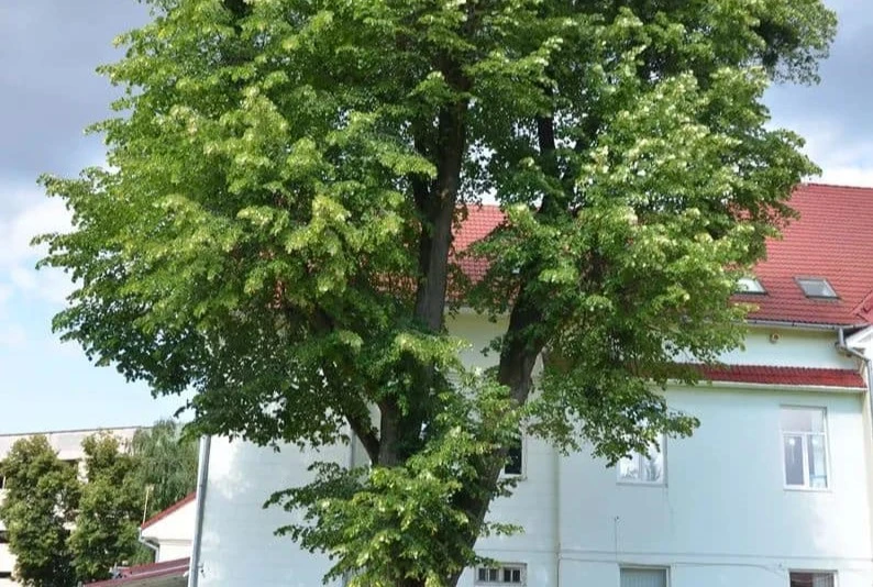 дерево у львові