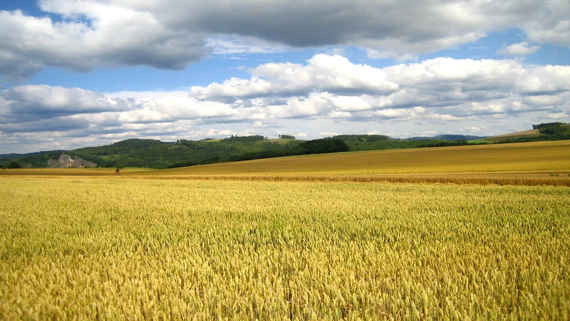 Ілюстративне фото