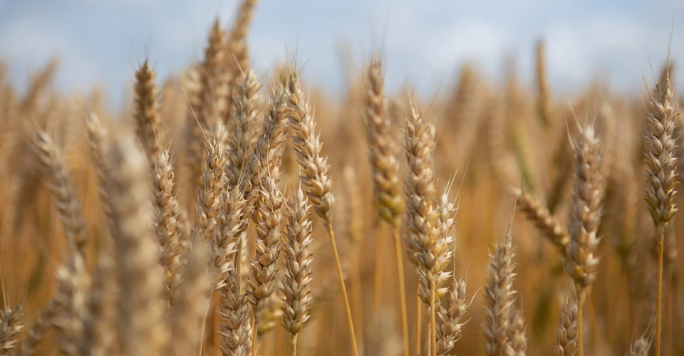 Мінекономіки: суперечка з Польщею про зерно перейшла до вступу в ЄС
