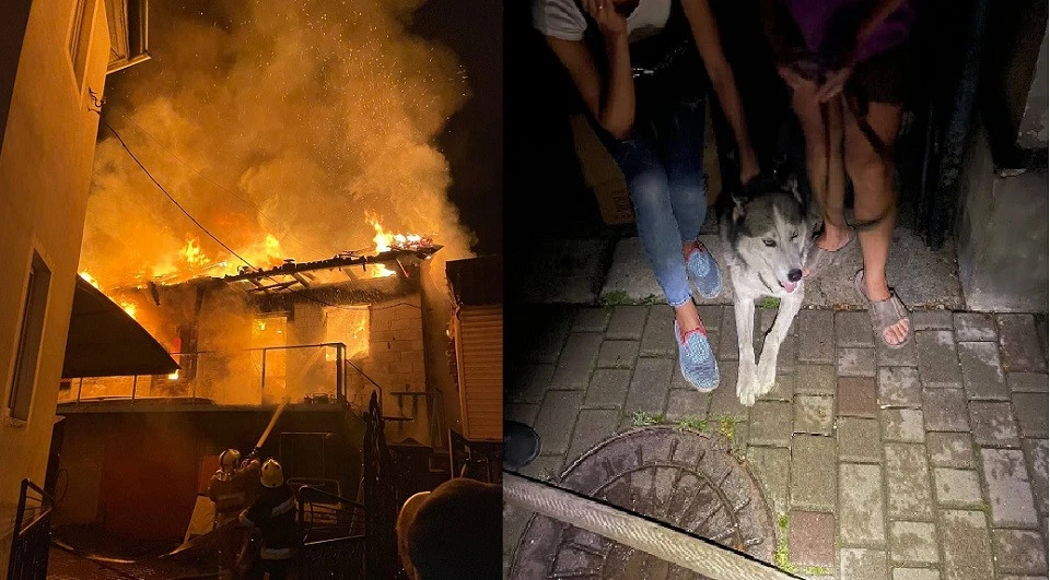 собака - рятівникДжекі