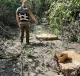 незаконна вирубка