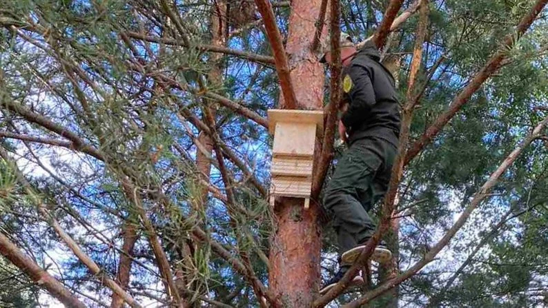 будиночки для кажанів