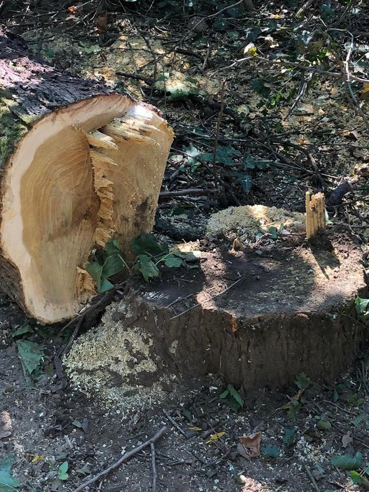 незаконна вирубка дерев