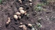 картопля