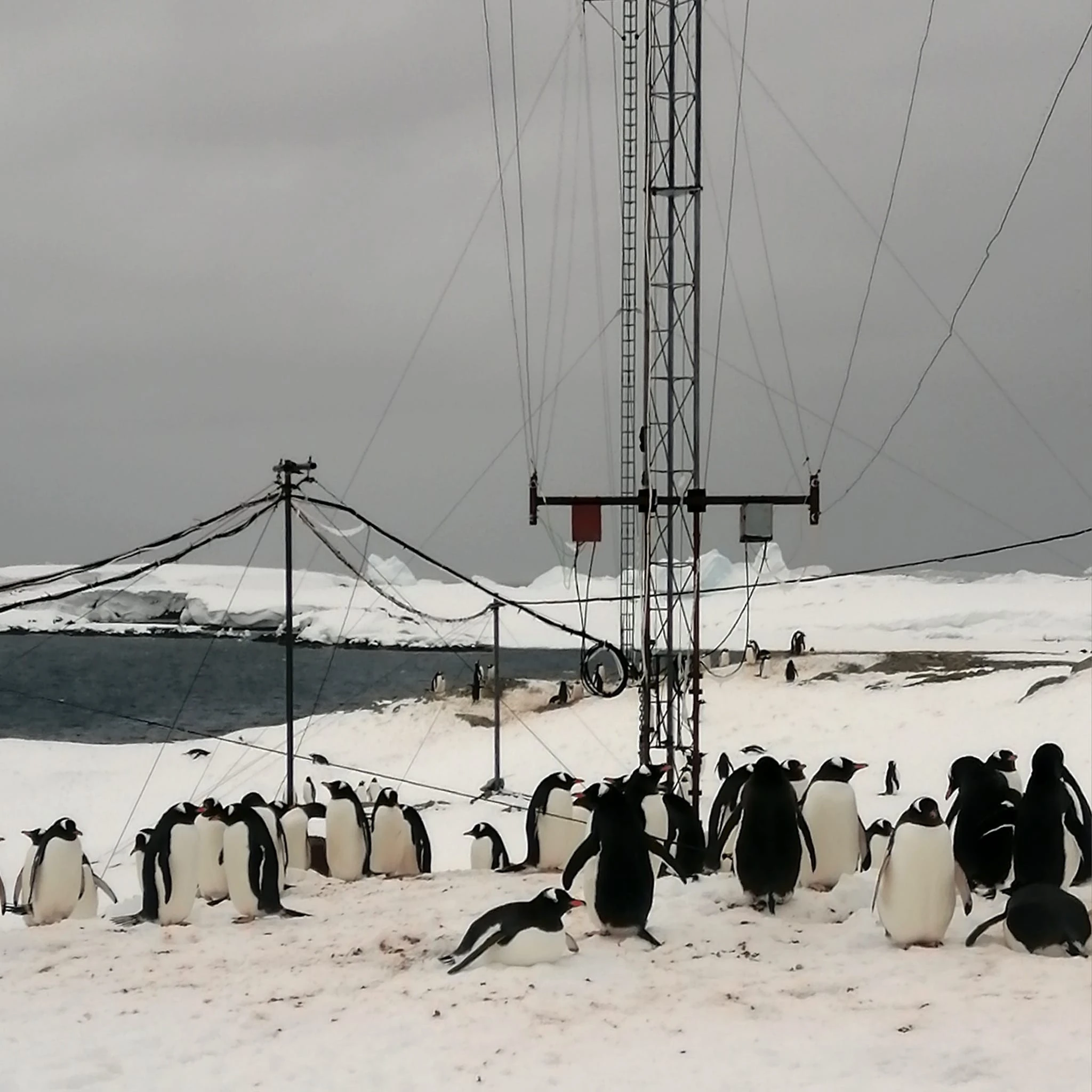 Пінгвіни біля станції "Академік Вернадський"