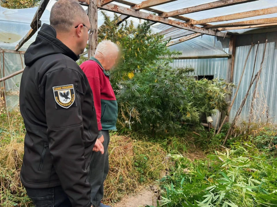 пенсіонер з коноплями
