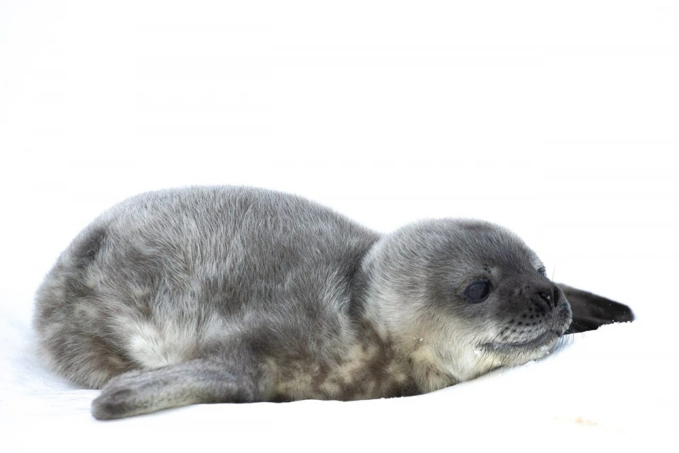 Біля станції "Вернадський" народилося 5 тюленят