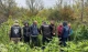 коноплі у Закарпатті