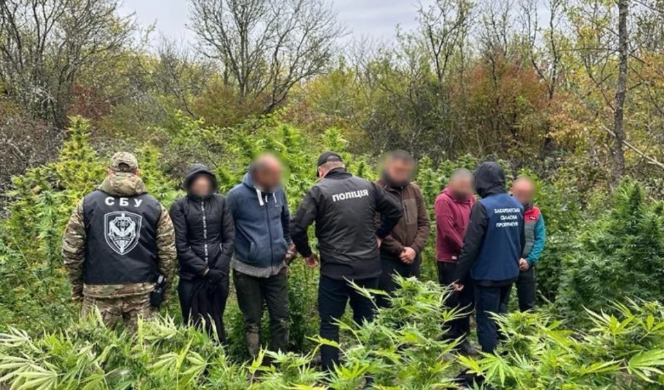 коноплі у Закарпатті