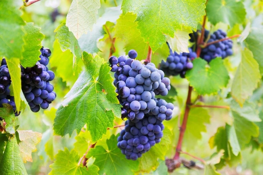 Как сделать вино из винограда в домашних условиях?