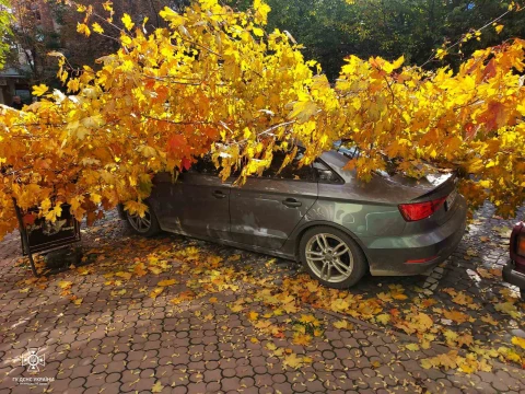 дерево впало на авто