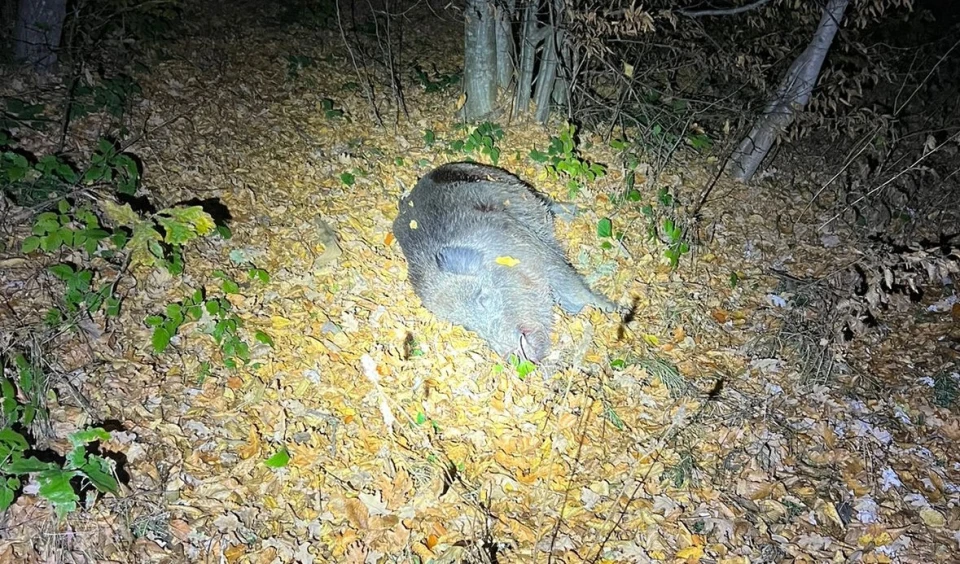 впольований браконьєрами кабан