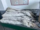 песець