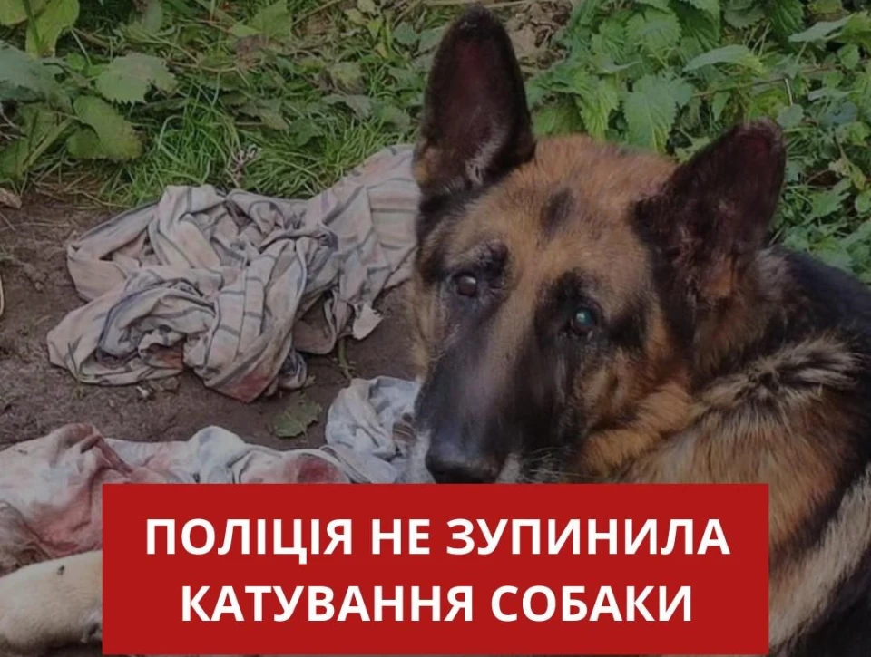 закатована тварина