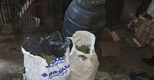 плантації конопель