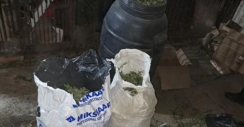плантації конопель