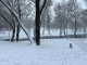 Сніг у Києві