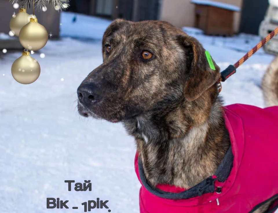 собака Тай