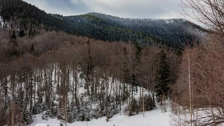 Карпатський нацпарк