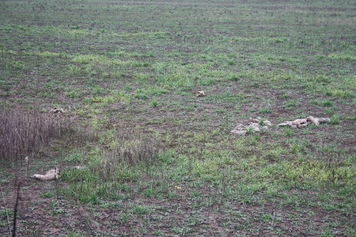 Одна, або кілька родин лисиць, що загинули на мінах. Фото: Катерина Полянська, ЕПЛ