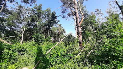 Звичайно, ліс має властивість відновлюватися. Тут видно, як швидко відростають молоді деревця на місці обстрілів. Фото: ЕПЛ