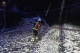 повалені дерева