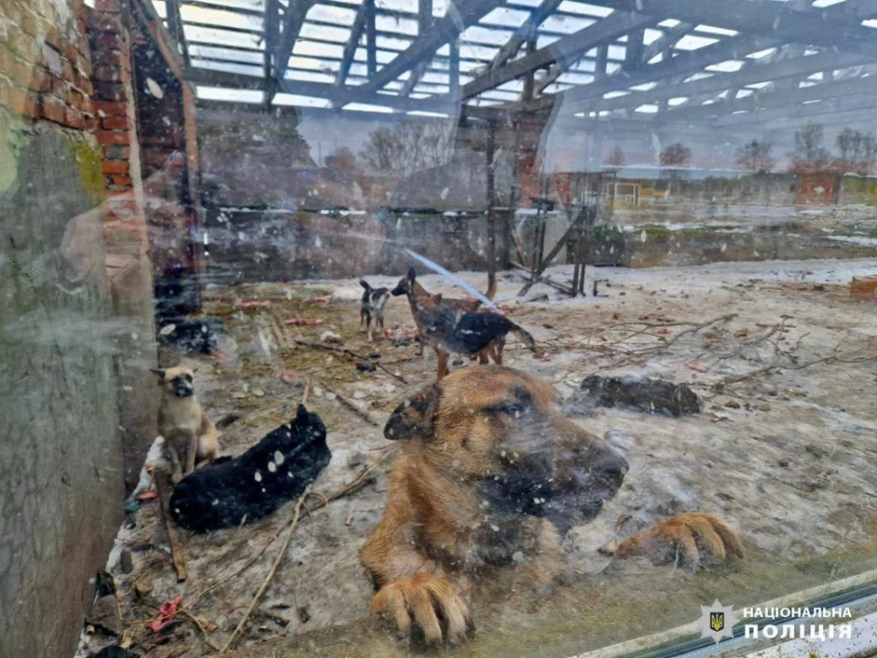 Жорстке поводження з тваринами