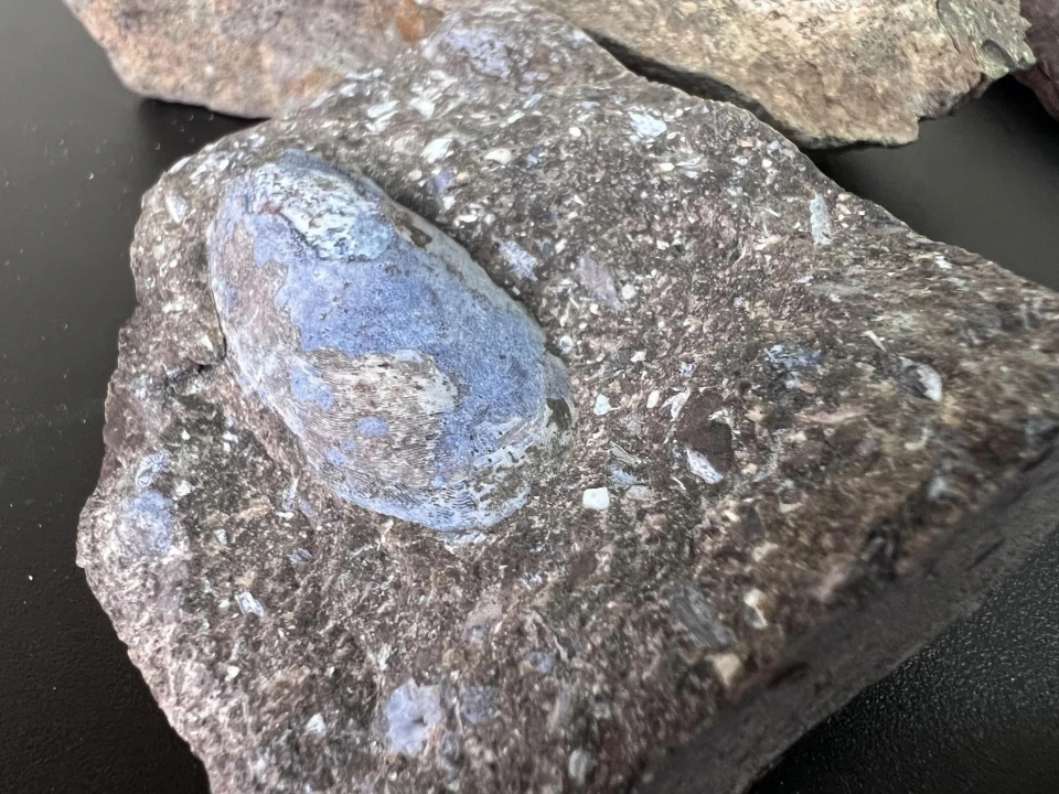 У посилці з Тернополя до Тайваню митники виявили ексклюзивні скамянілості віком 400 млн років