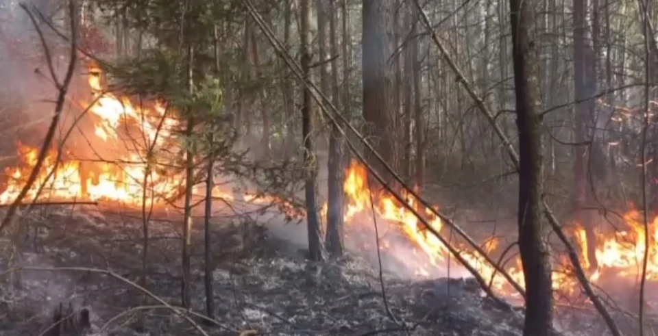 пожежа у лісі біля Калуша